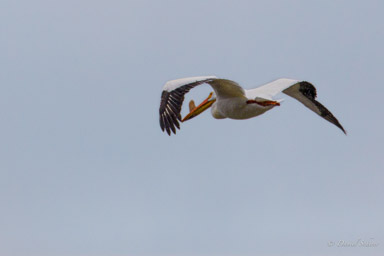 Pélican blanc/American White Pelican