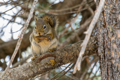 Ecureuil roux/Red Squirrel