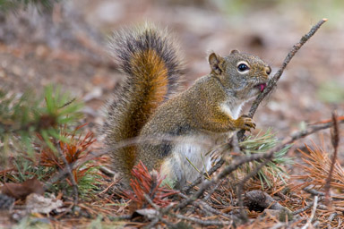 Ecureuil roux/Red Squirrel