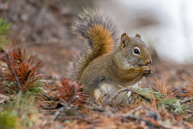 Ecureuil roux/Red Squirrel