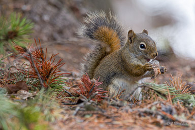 Ecureuil roux/Red Squirrel
