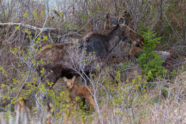 Elan/Moose