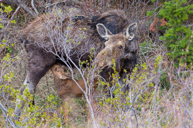 Elan/Moose