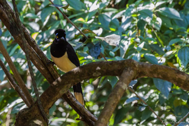   Geai acahé - Plush-crested Jay