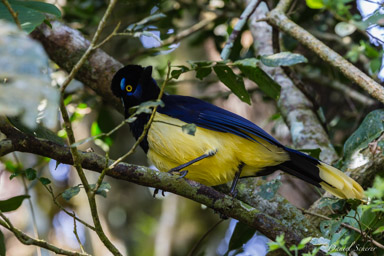   Geai acahé - Plush-crested Jay