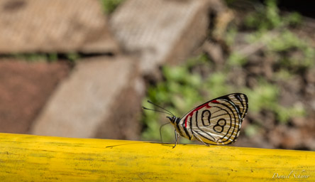   Papillon - Dyaethria