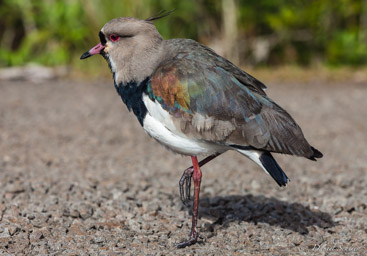   Vanneau téro - Southern Lapwing