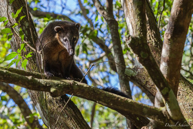   Coati