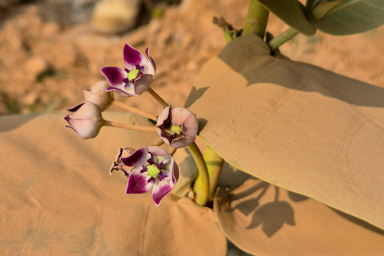 Calotropis Procéra(pommier de sodome)(offrande à Shiva)