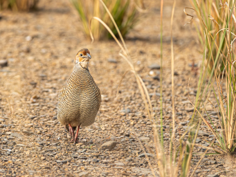 Francolin gris