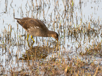 Gallinule Poule-d'eau
