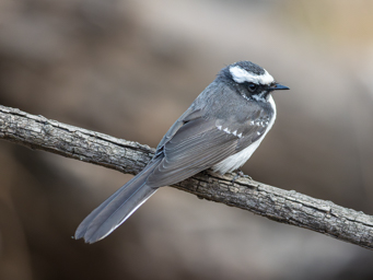 Rhipidure à Grands Sourcils