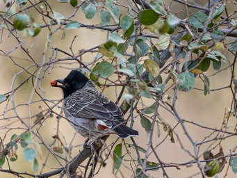 Bulbul à ventre rouge