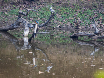 Martin pêcheur d'Europe et Martin pêcheur pie