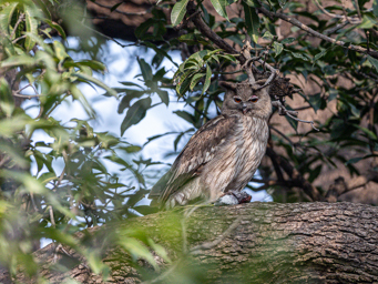 Kétoupa de Coromandel