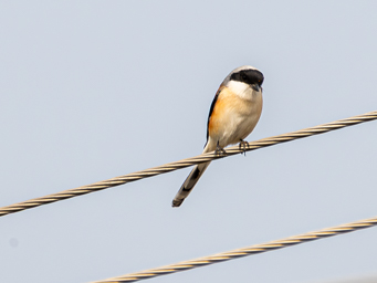Pie grièche à bandeau