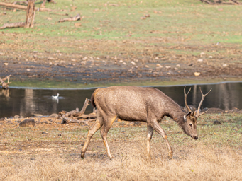Cerf Sambar