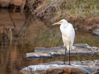 Héron intermédiaire