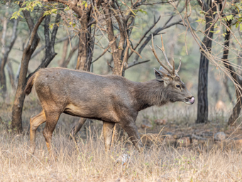 Cerf Sambar