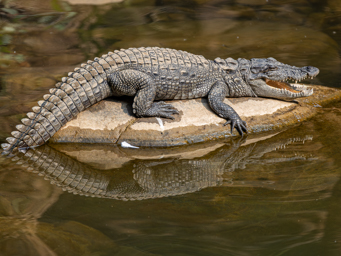 crocodile des marais