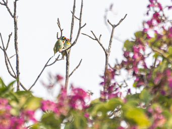 Barbu à Plastron Rouge