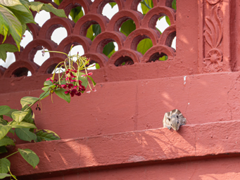 écureuil palmiste indien