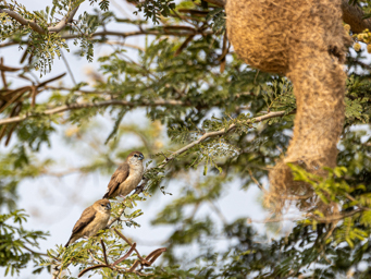 Capucin bec de plomb