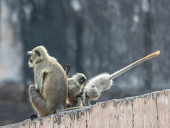 Langur sacré ou Entelle