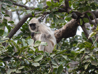 Langur sacré ou Entelle