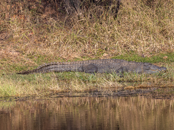 crocodile des marais