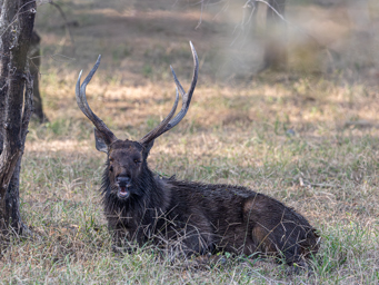 cerf sambar mâle