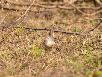 Prinia à front roux