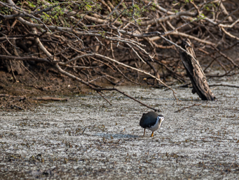 Râle à poitrine blanche