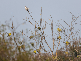 Elanion blanc et Colombars commandeurs