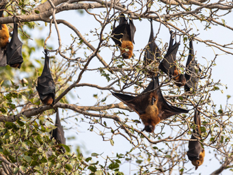 Renard volant d'inde
