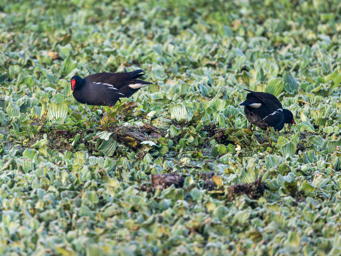 Gallinule poule d'eau