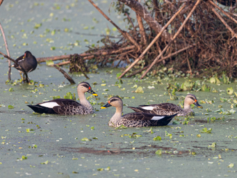 Canard à bec tacheté