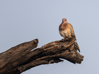 Tourterelle à tête grise