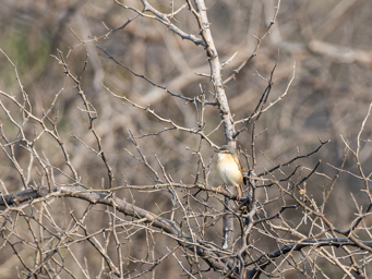 Prinia cendrée