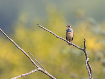 Gorgebleue à miroir