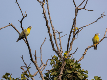 Colombars commandeurs