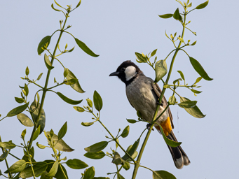 Bulbul à oreillons blancs