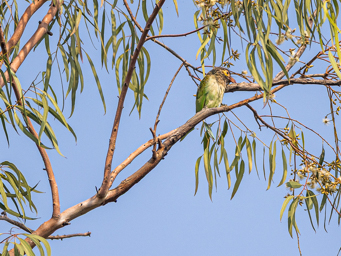 Barbu à tête brune