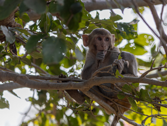 Macaque rhesus