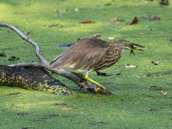 Héron des mangroves