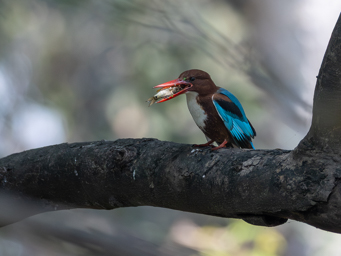 martin chasseur de smyrne