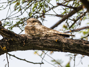 Engoulevent de jungle