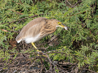 Héron des mangroves