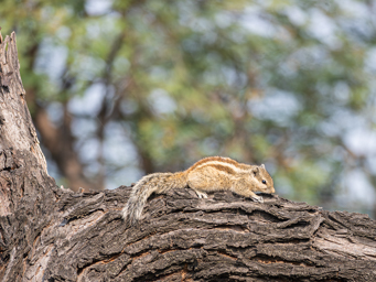 Funambule de Pennant
