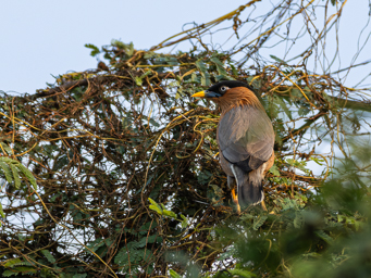 Etourneau des pagodes